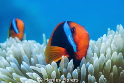 Clownfish Couple by Henley Spiers 